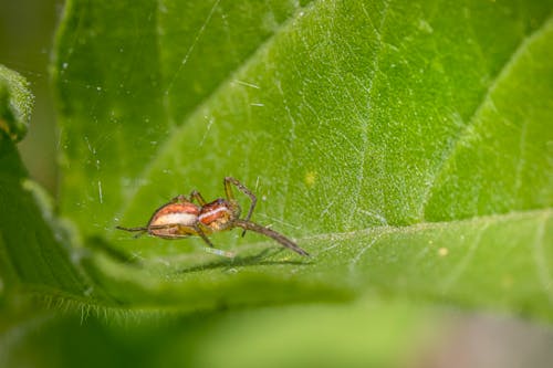 A small spider on a green leaf