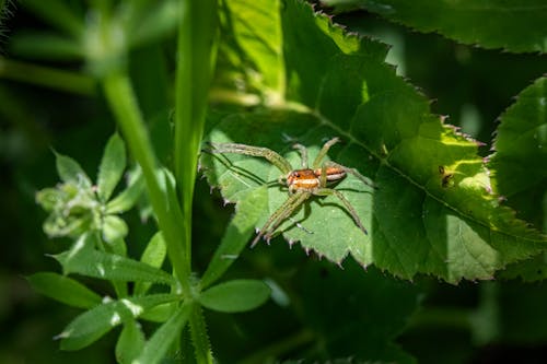 A spider on a leaf in the sun