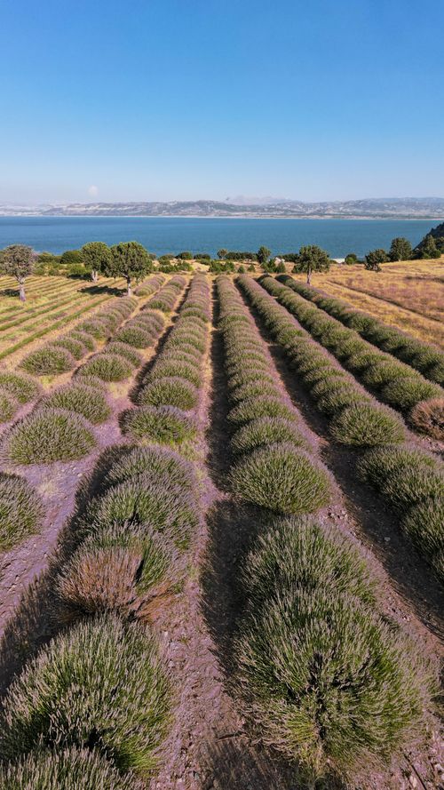 Free Aerial view of lavender fields with scenic Lake Burdur in background, capturing nature's beauty. Stock Photo