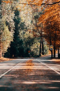 A peaceful road lined with trees in autumn, covered with fallen leaves.