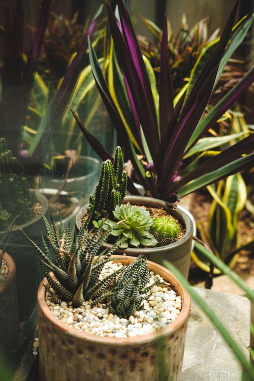 Free An aesthetically pleasing arrangement of succulents and cacti in pots, perfect for indoor decor. Stock Photo