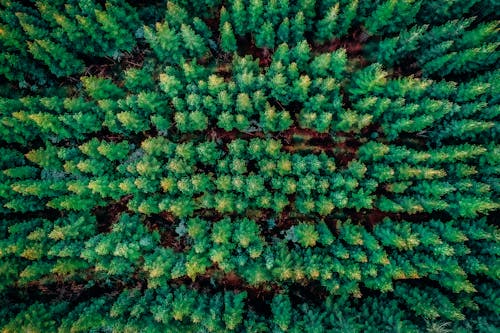 Foto profissional grátis de árvores, conífera, floresta