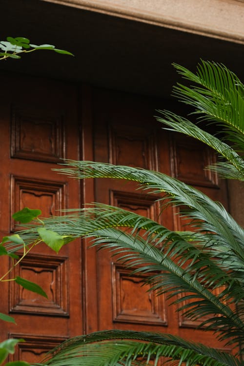 Foto profissional grátis de folhagem, folhas, porta de entrada