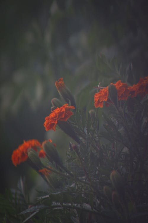 Foto d'estoc gratuïta de flor de fons, flors, flors de jardí