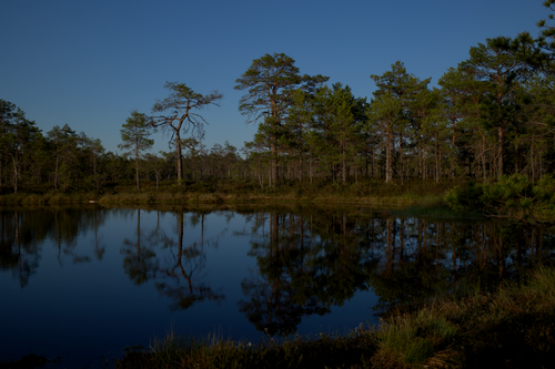 Free A serene view of a forest lake reflecting trees under a deep blue dusk sky. Stock Photo