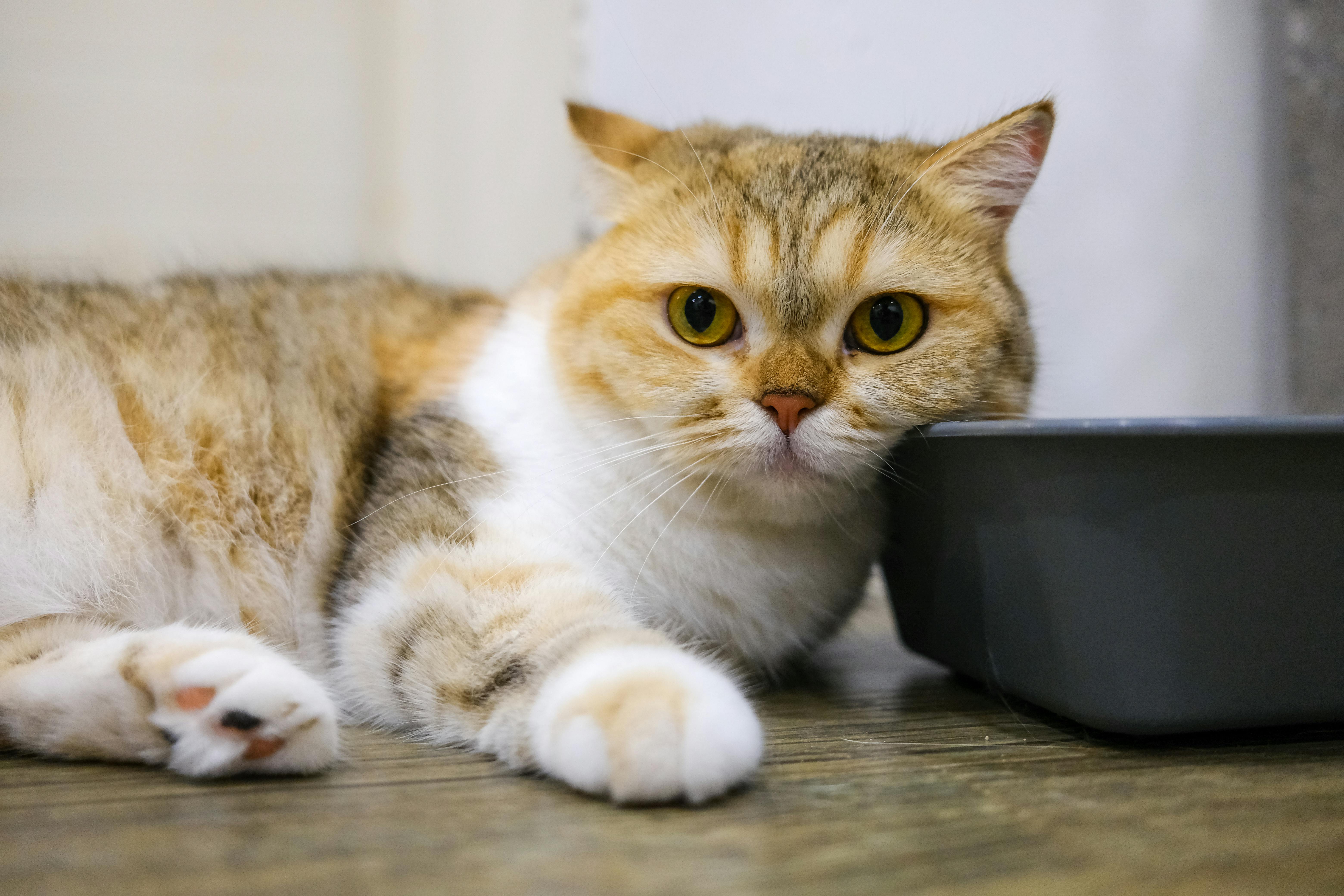 Cute fluffy cat lying on the floor inside a cozy home environment.