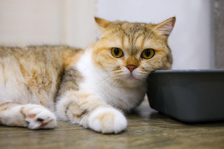 Cute fluffy cat lying on the floor inside a cozy home environment.