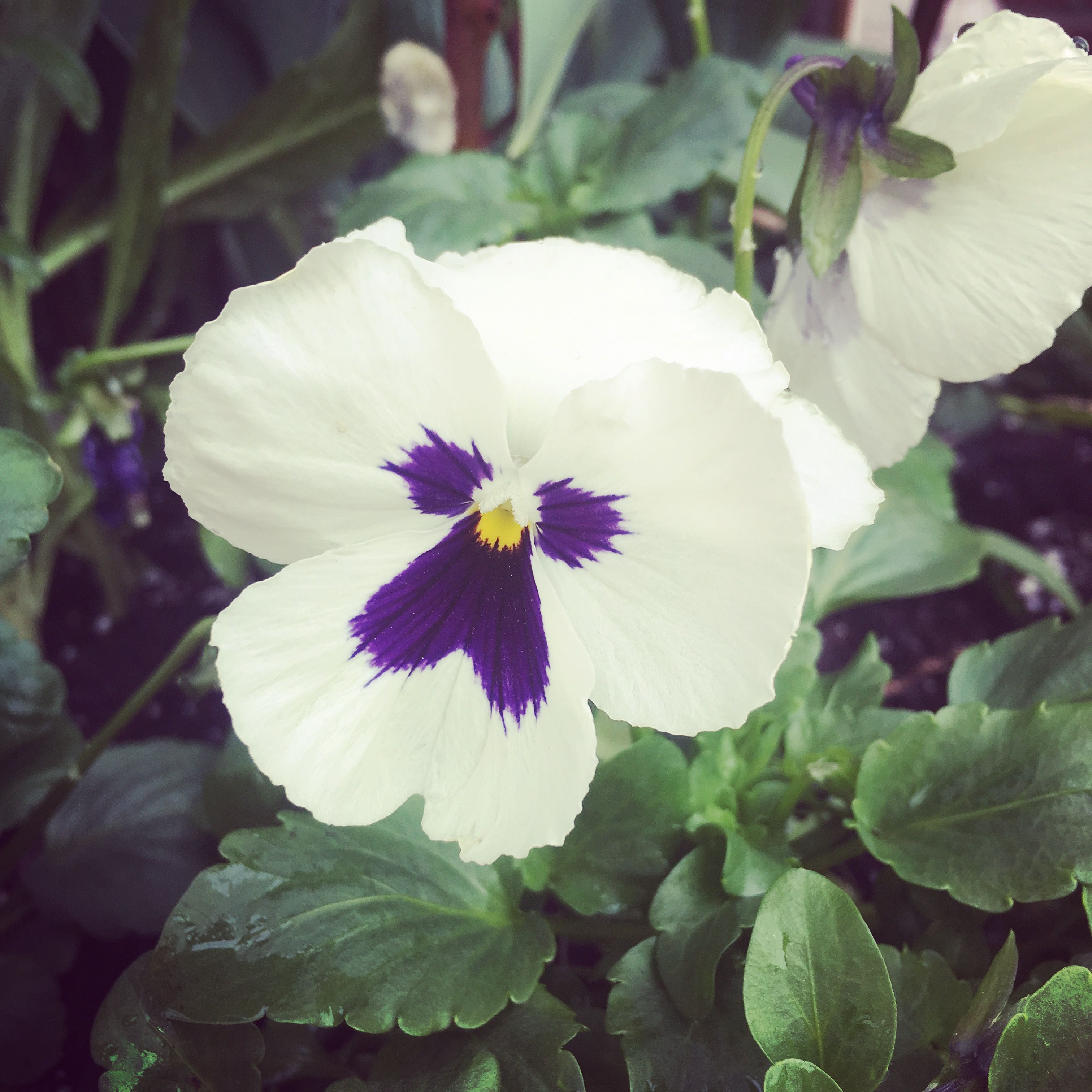 パンジー 紫と白 花の無料の写真素材