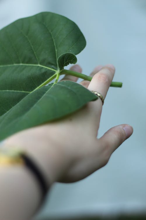 Leaf on Hand