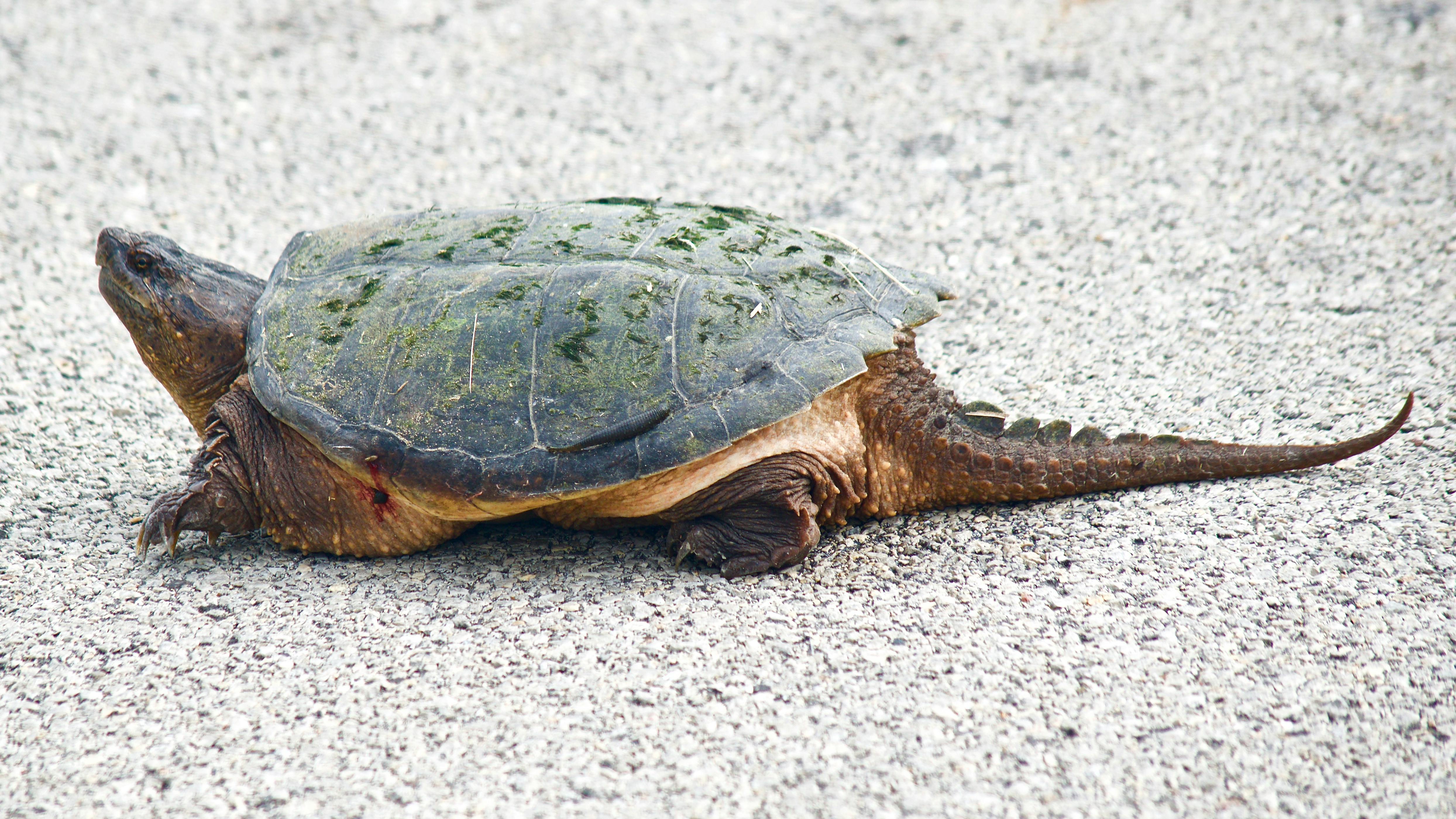 Free stock photo of snapping turtle, turtle
