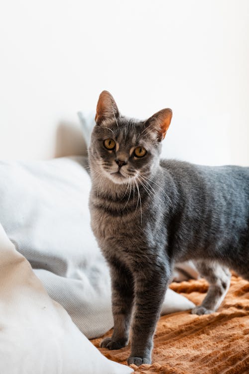 Cute Gray Cat on Bed