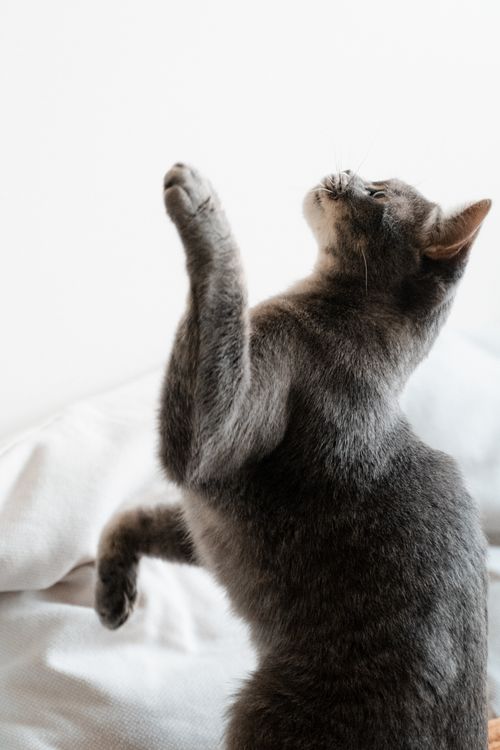 Free A curious gray cat playfully reaching up, captured indoors with natural light. Stock Photo