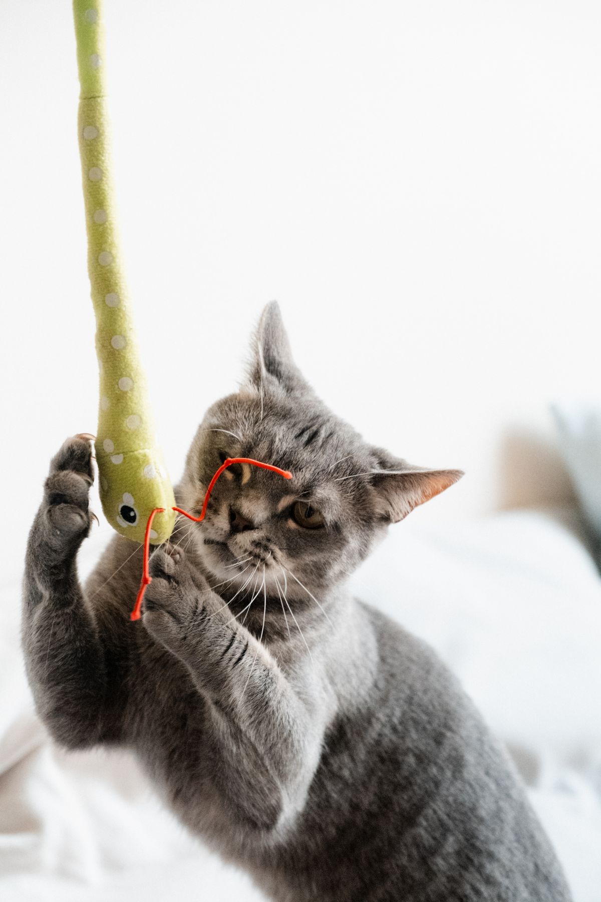 Cat playing with a soft toy