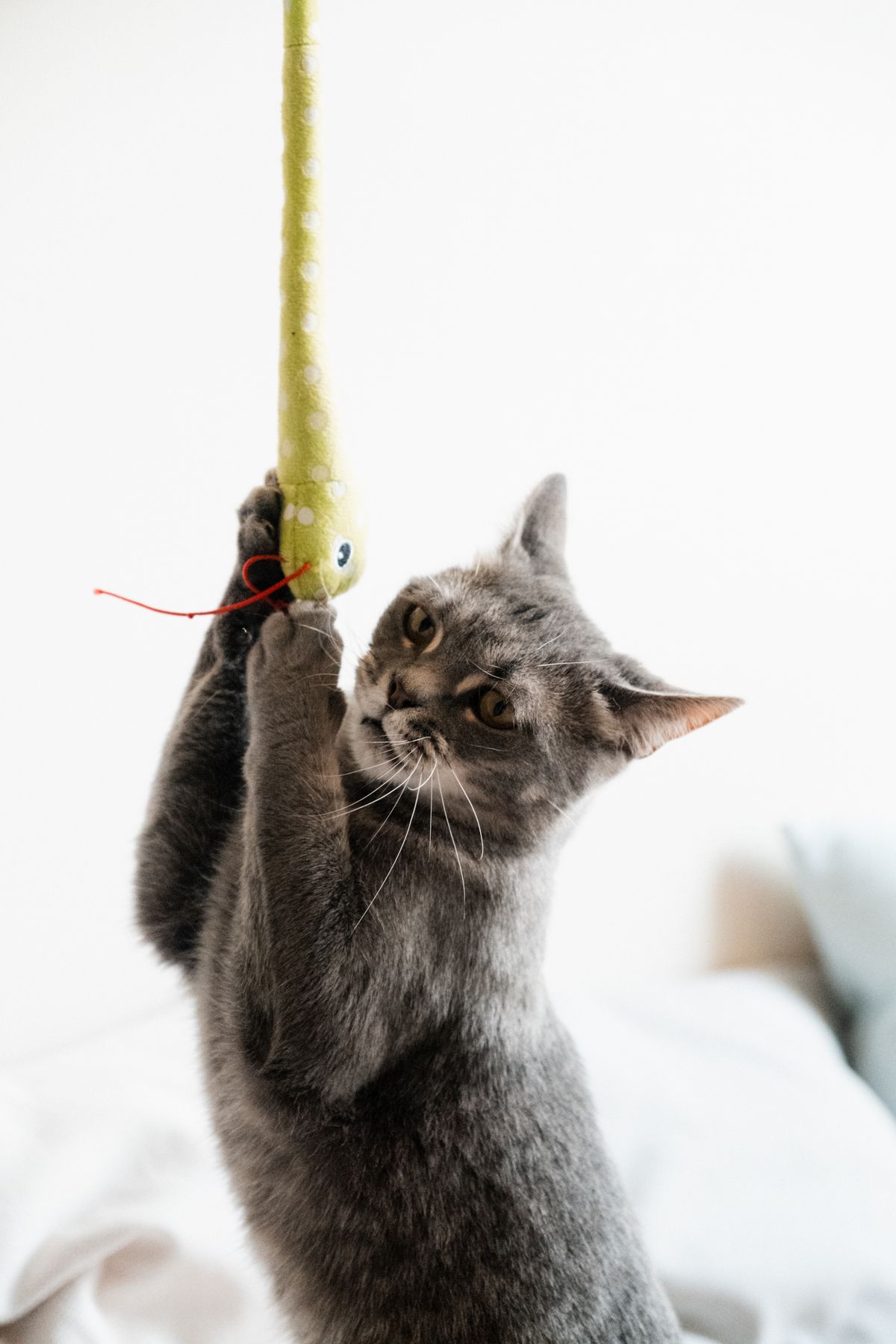 Pawvella pet lifestyle