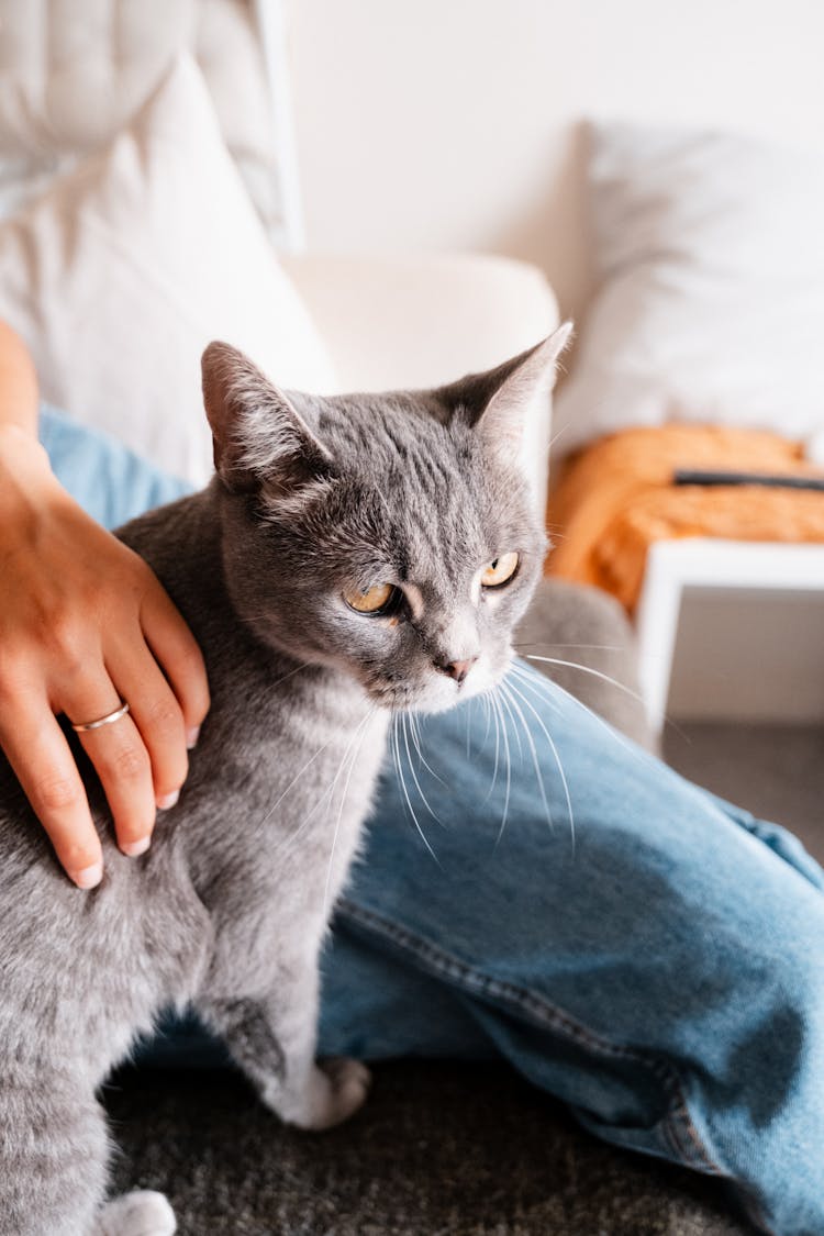 Woman Hand Patting Cat