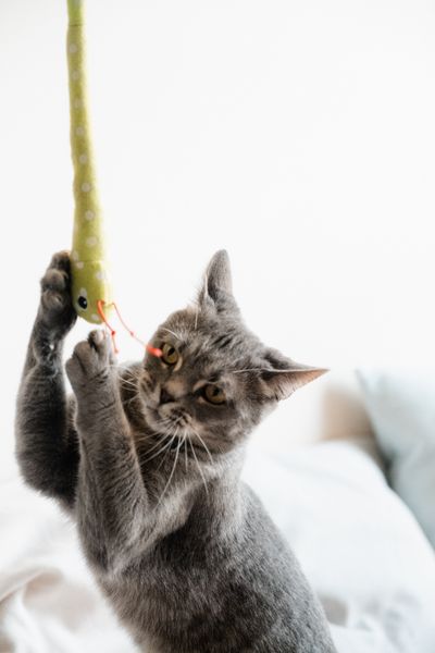 Cat playing with a toy snake