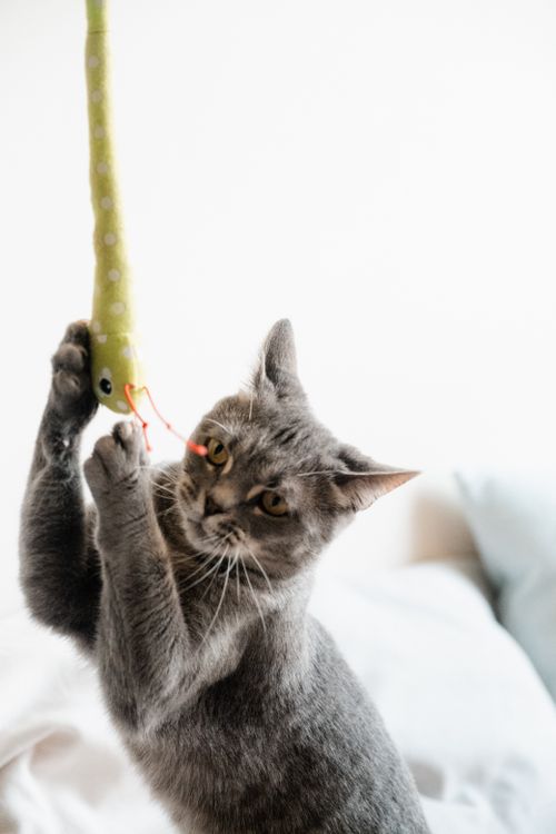 Free Cute grey cat playfully interacting with a toy snake indoors, capturing a fun moment. Stock Photo