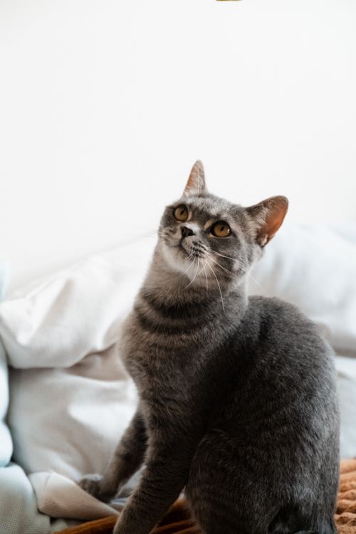 Free Captivating Russian Blue cat sitting on a couch, looking up with curiosity. Stock Photo