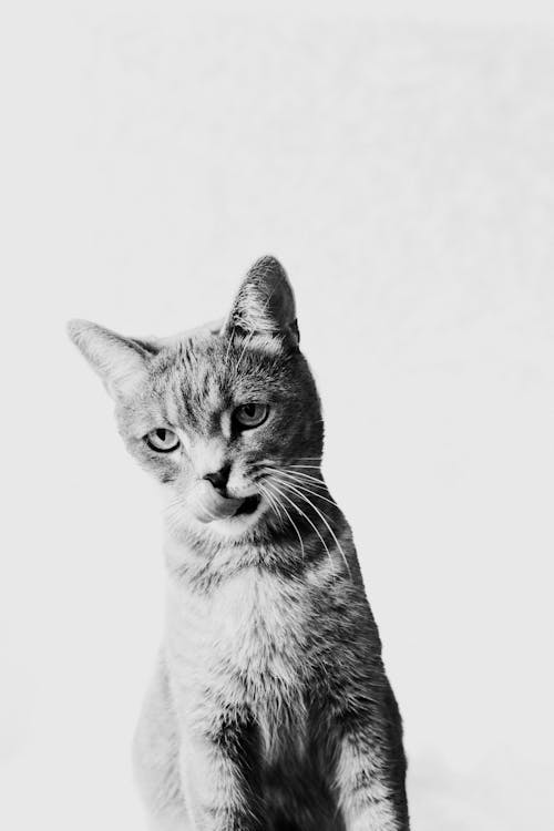 Безкоштовне стокове фото на тему «вертикальні постріл, впритул, кішка»