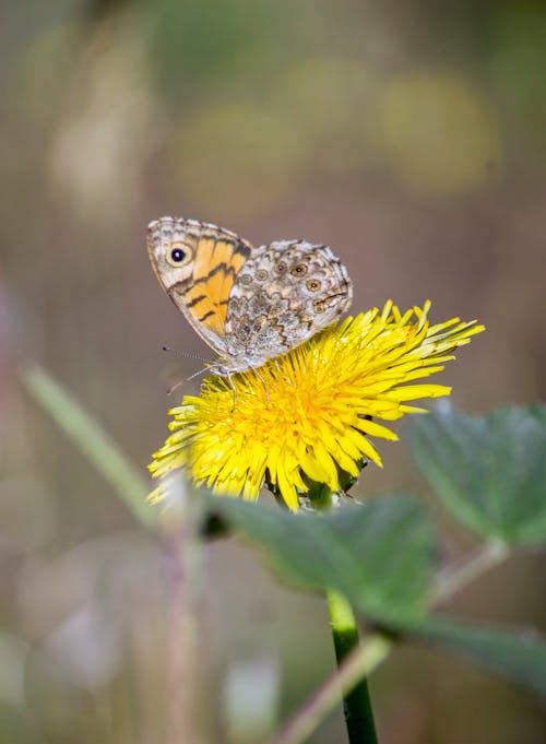 Close-up of a Butterfly on a Dandelion 