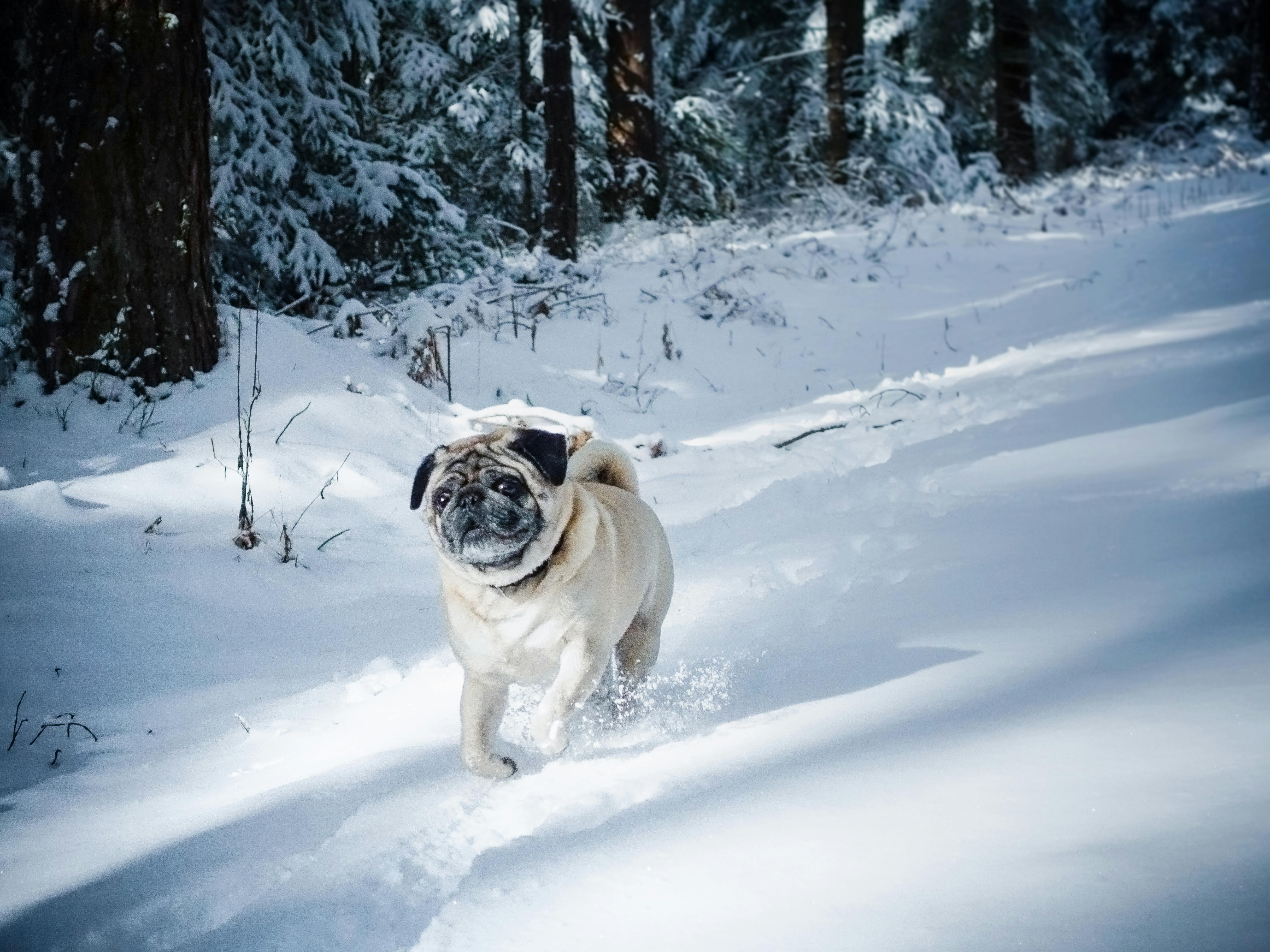 Free stock photo of pug, winter, winter wonderland