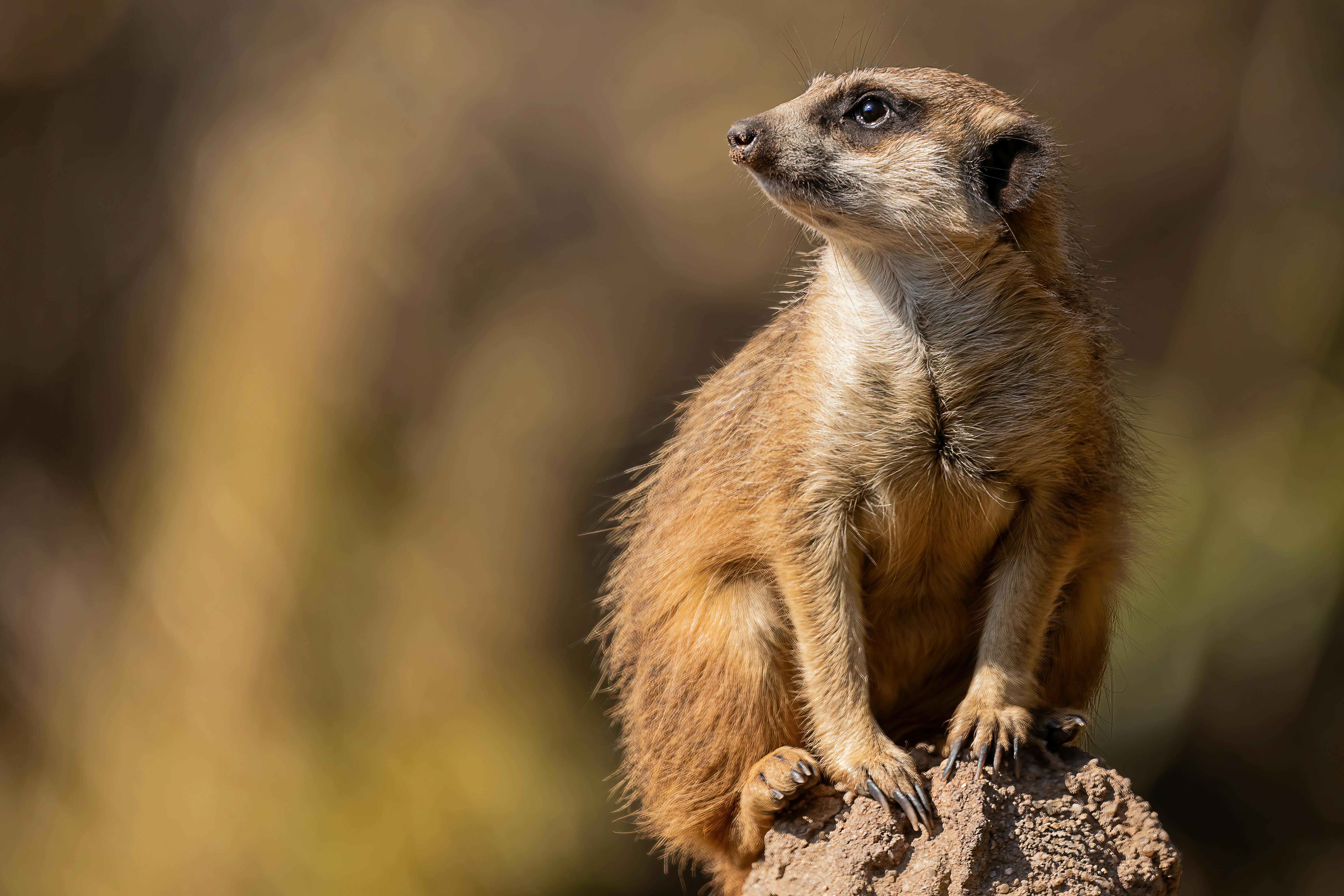 A close-up of a meerkat perched on a rock, showcasing wildlife in Leipzig, Germany.