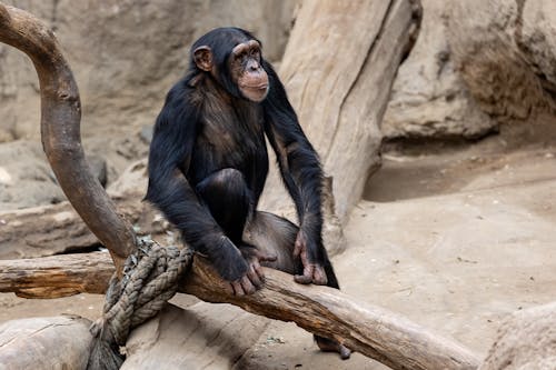 Close-up of a Monkey Sitting on a Branch 