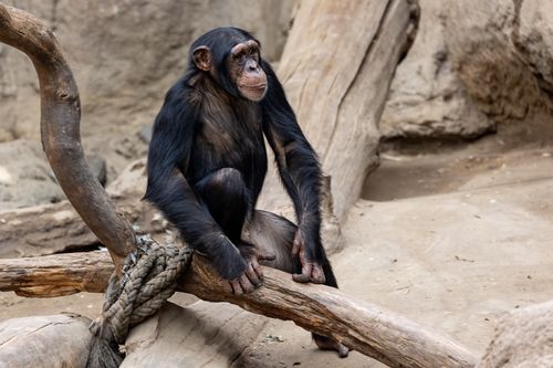 Free A chimpanzee sits on a wooden branch in a zoo, showcasing its natural beauty and habitat. Stock Photo