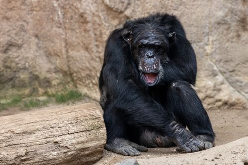 Free Chimpanzee resting on rocks in Leipzig Zoo, showcasing its natural habitat and behavior. Stock Photo