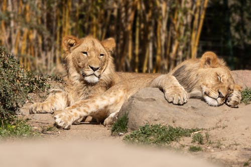 Free Lions in a ZOO  Stock Photo