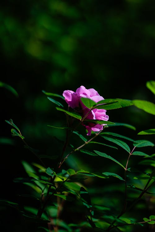 Purple Flower among Leaves