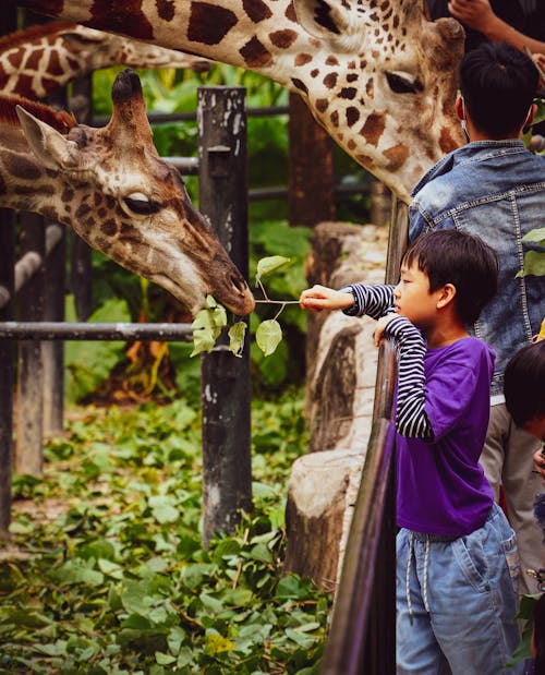 Boy Feeding a Giraffe in a ZOO 