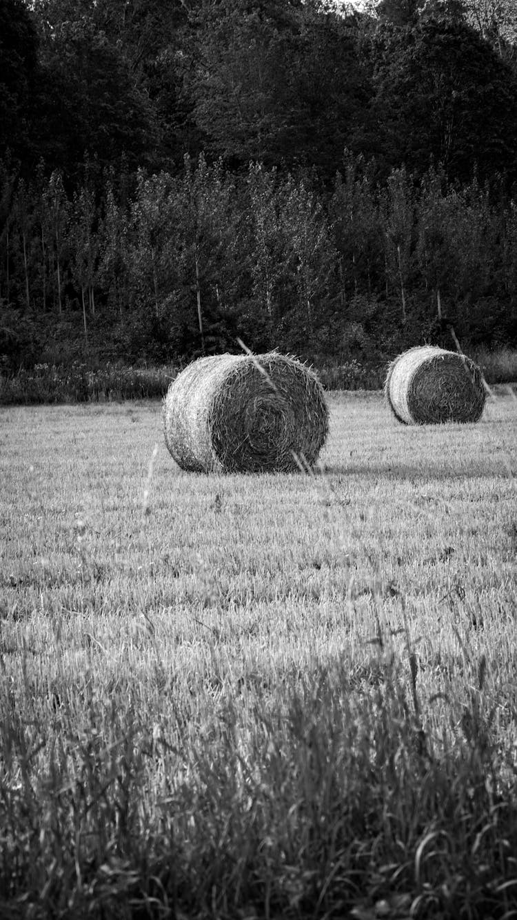 Hay Bales On Field