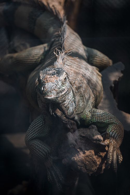 Free Detailed close-up of an iguana resting on a rock, showcasing its textured skin and natural habitat. Stock Photo