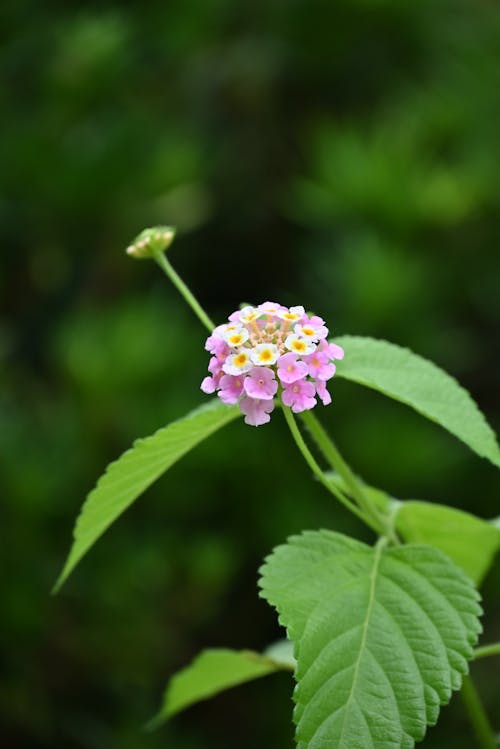 Flower and Leaves