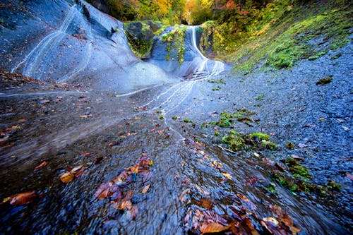 Foto profissional grátis de corrente, declínio, floresta