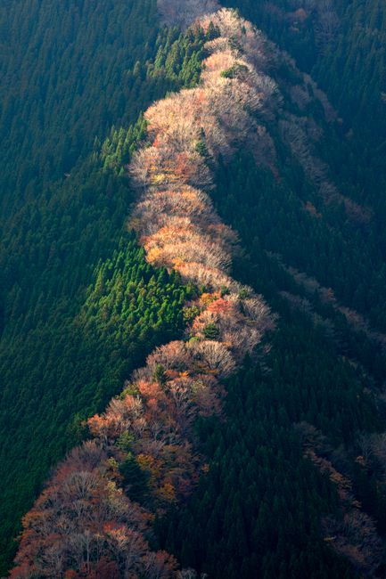 A stunning aerial view of a ridge with vibrant autumn foliage in a dense forest.