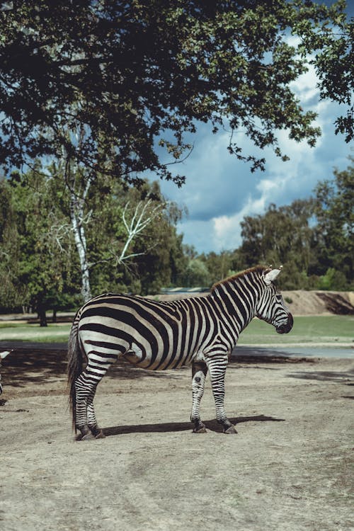 Zebra Standing on Grass in a Zoo
