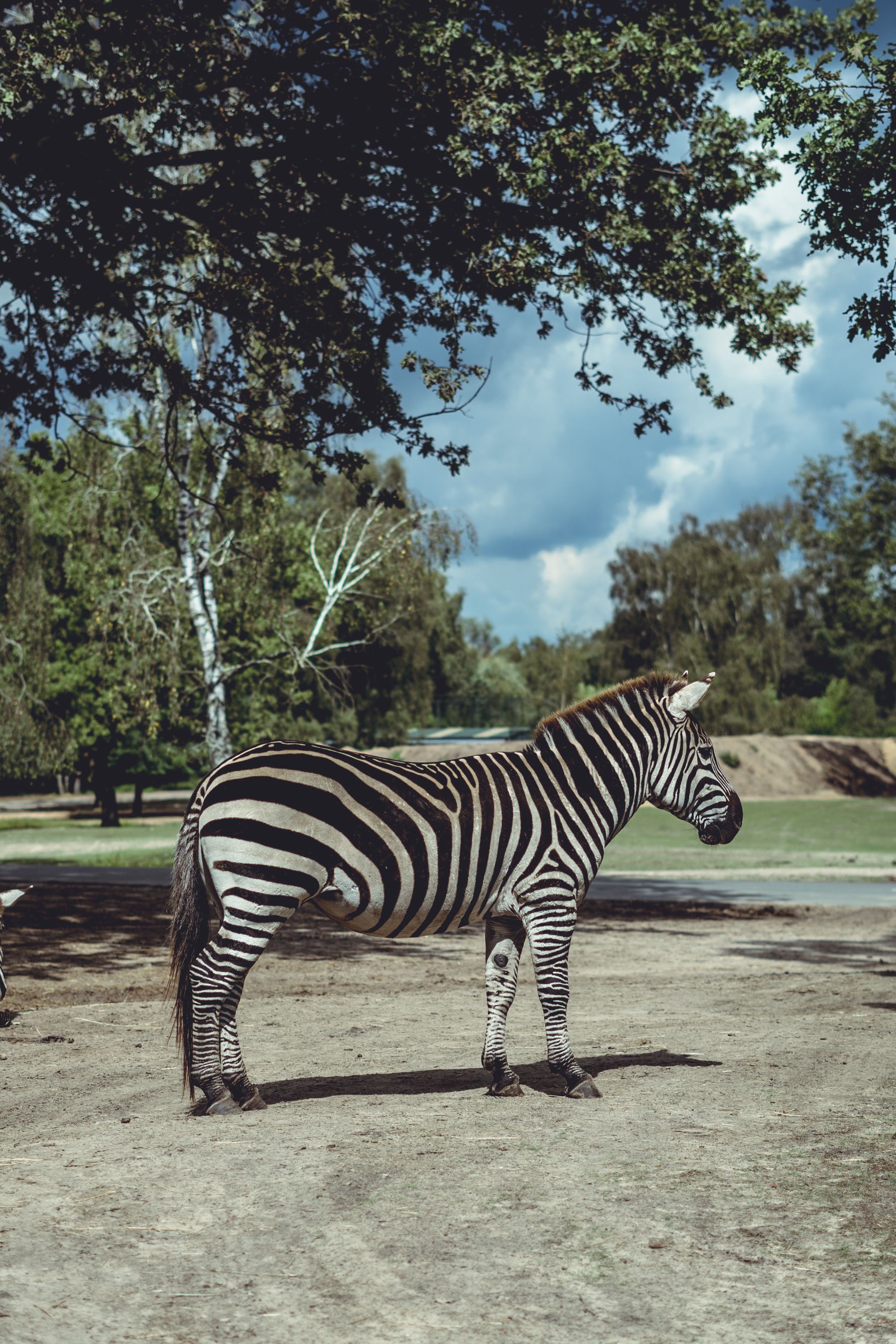 Zebra in a Zoo · Free Stock Photo