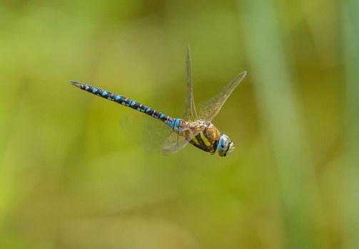Captivating close-up shot of a colorful dragonfly in flight against a lush green background.