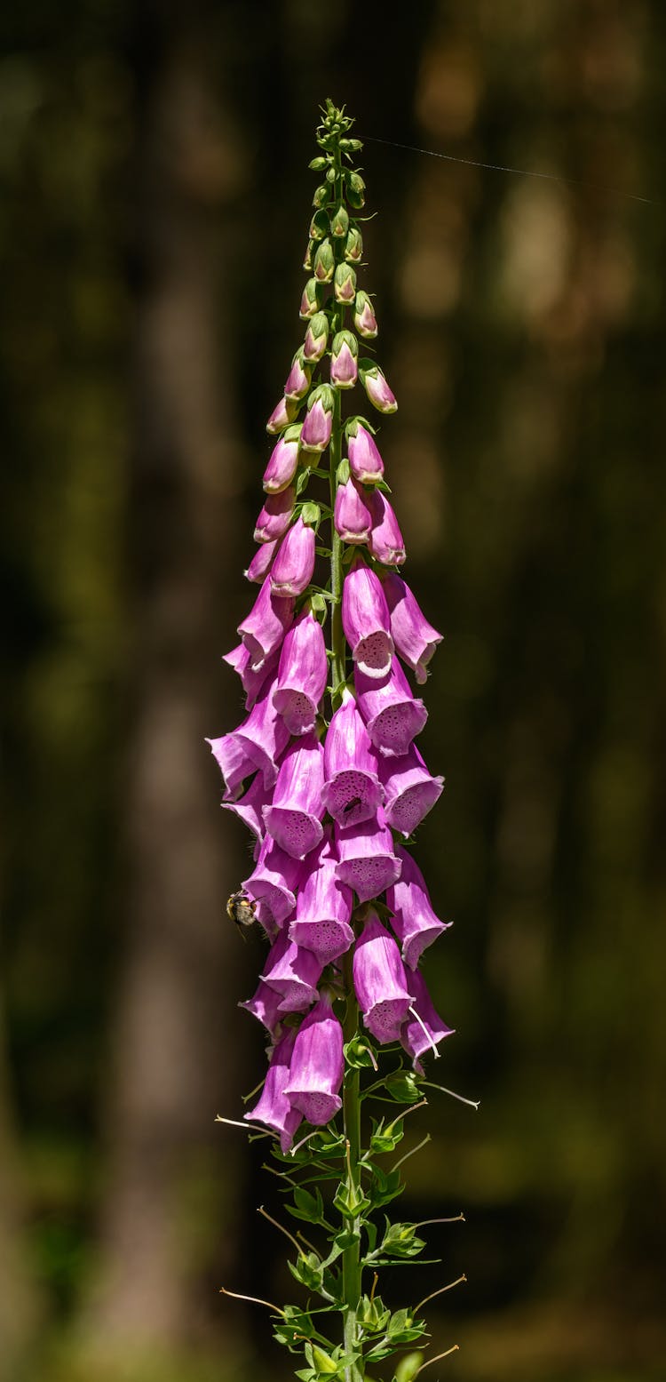 Purple Foxglove Flowers