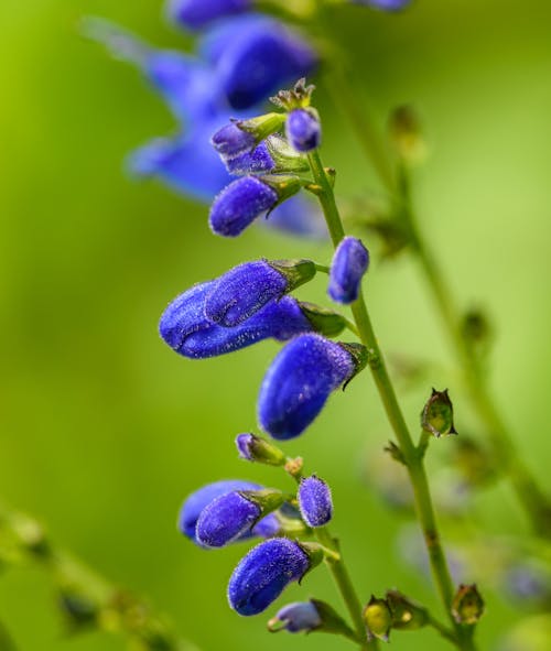 Foto profissional grátis de azul, fechar-se, floração