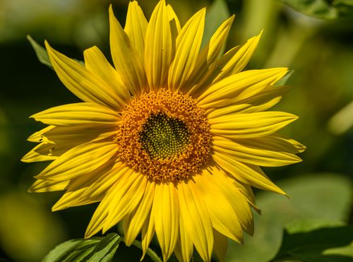 Free Captivating close-up of a vibrant yellow sunflower in full bloom with detailed petals. Stock Photo