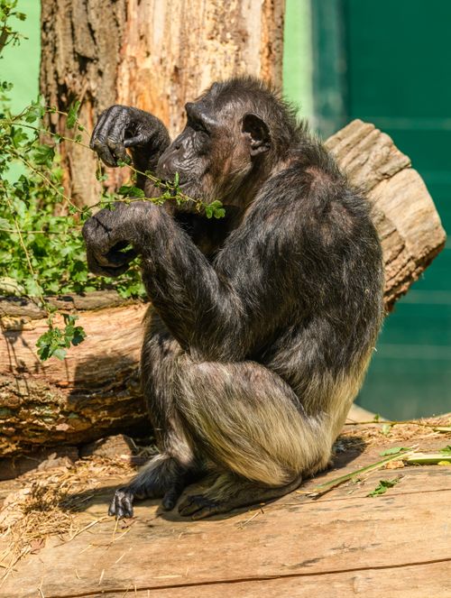 Free Close-up of a chimpanzee eating leaves while sitting on a log in a zoo. Stock Photo