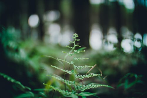 Close up of Green Fern