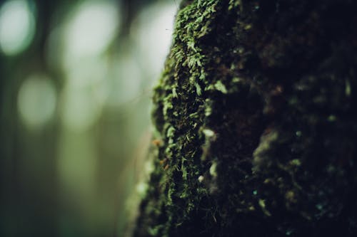 Moss on Tree Bark