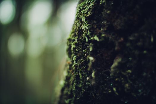 Detailed close-up of moss-covered tree bark in a serene forest setting.