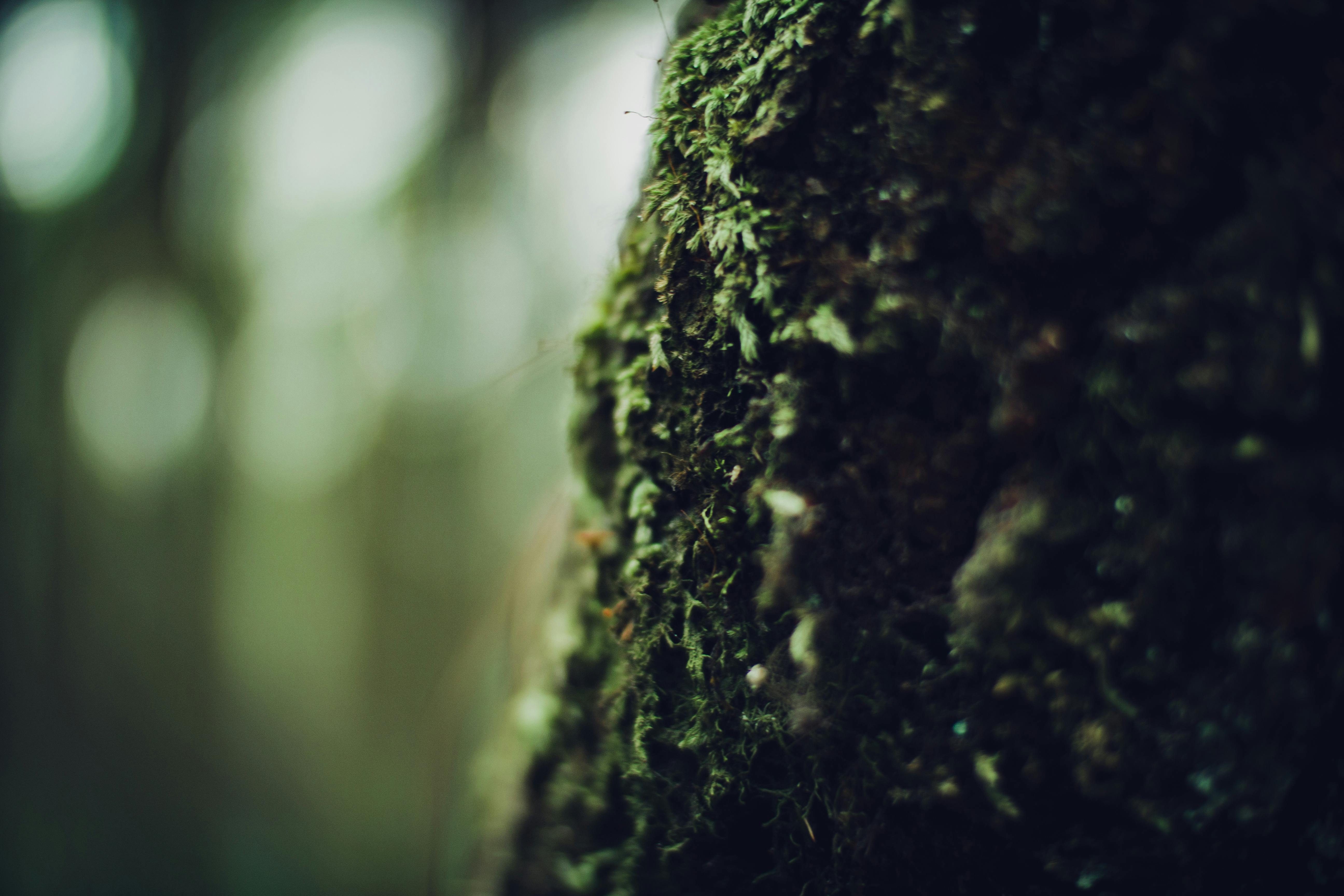 Empty Nest on Tree · Free Stock Photo