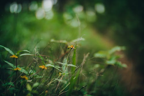 bitkiler, çayır, Çiçekler içeren Ücretsiz stok fotoğraf