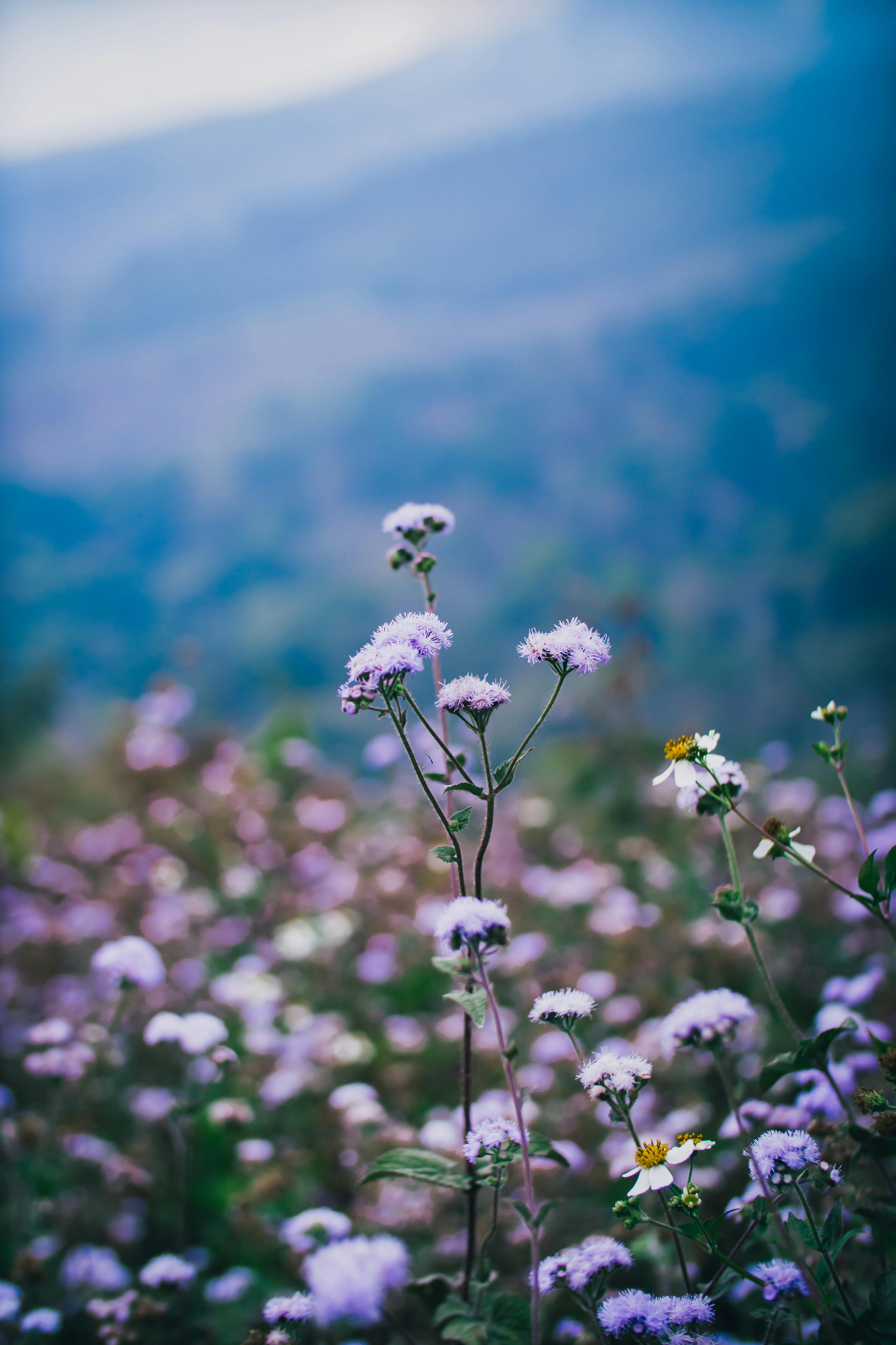 Captivating close-up of vibrant wildflowers in a blooming meadow during spring.